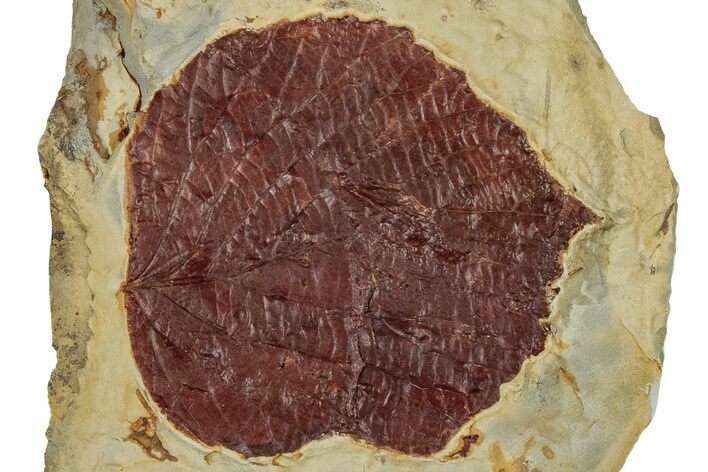 Fossil Leaf (Beringiaphyllum) - Montana #262366